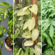 Monstera Plant Varieties