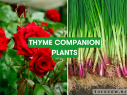 Thyme Companion Plants
