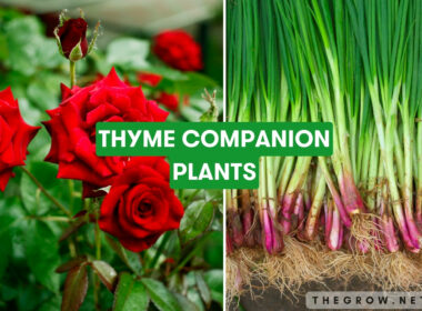 Thyme Companion Plants