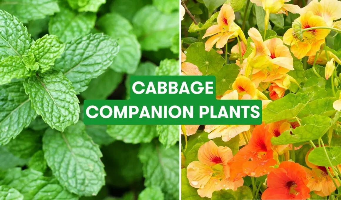 Cabbage Companion Plants