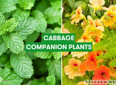 Cabbage Companion Plants