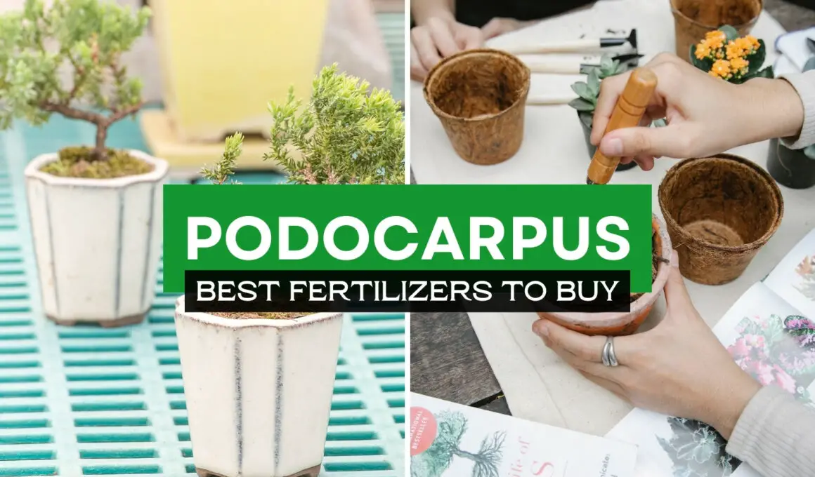 The Best Fertilizers For Podocarpus