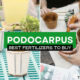 The Best Fertilizers For Podocarpus