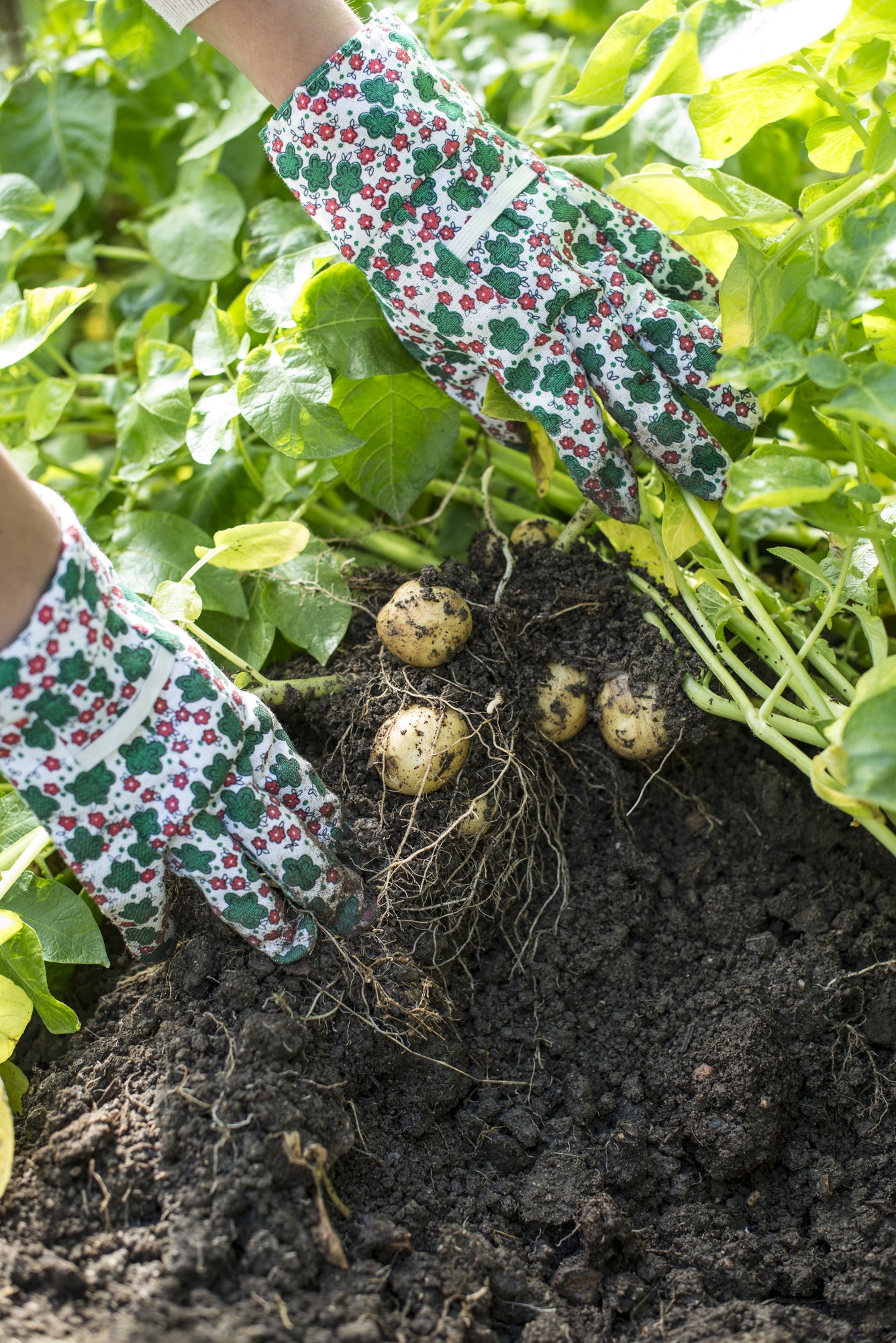 Harvesting potatoes