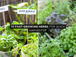 10 Fast-Growing Herbs for Quick Harvests