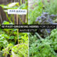 10 Fast-Growing Herbs for Quick Harvests