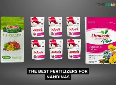Best Fertilizers For Nandinas