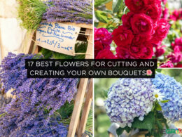 Best Flowers for Cutting and Creating Your Own Bouquets