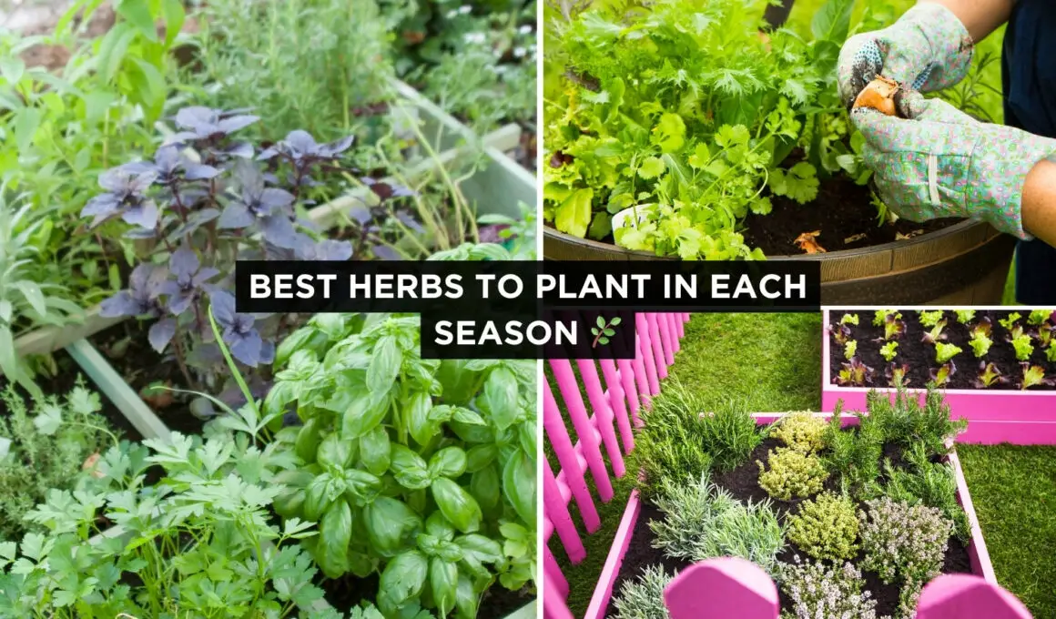 Best Herbs to Plant in Each Season