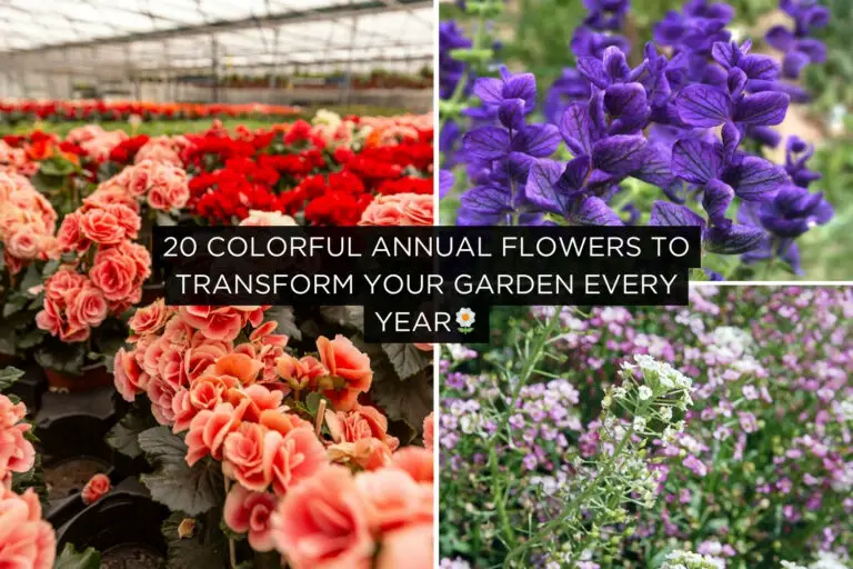 Colorful Annual Flowers to Transform Your Garden