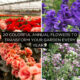 Colorful Annual Flowers to Transform Your Garden
