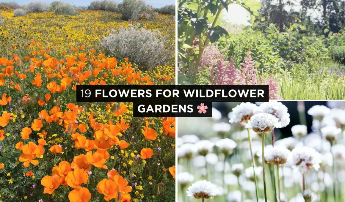 Flowers For Your Wildflower Garden