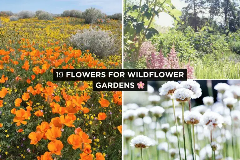 Flowers For Your Wildflower Garden