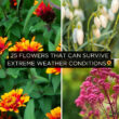 25 Flowers That Can Survive Extreme Weather Conditions