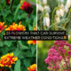 25 Flowers That Can Survive Extreme Weather Conditions