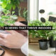 Herbs That Thrive Indoors
