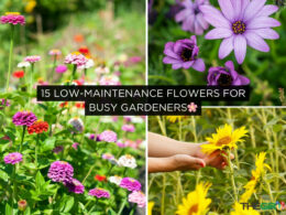 Low-Maintenance Flowers for Busy Gardeners