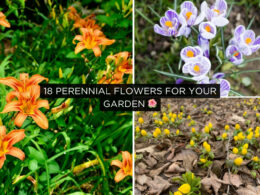 18 Perennial Flowers For Your Garden