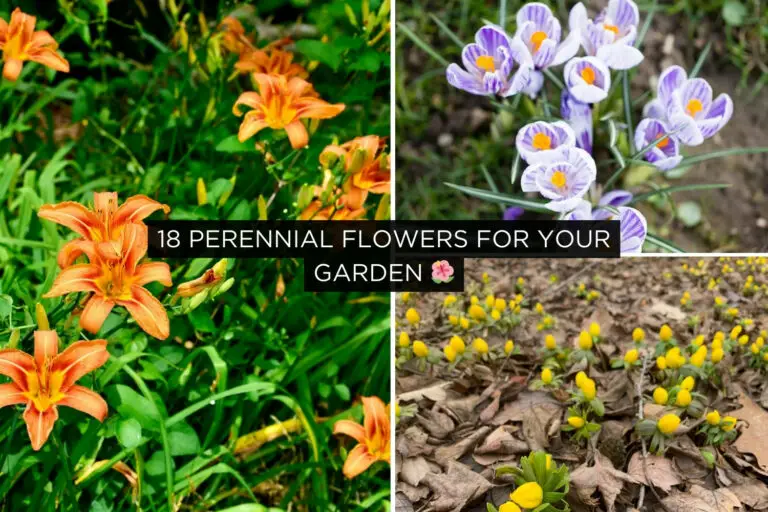18 Perennial Flowers For Your Garden