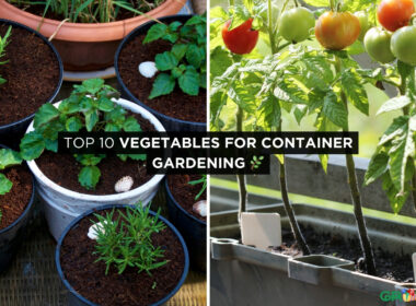 Top 10 Vegetables For Container Gardening