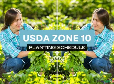 Zone 10 Planting Schedule For 2024