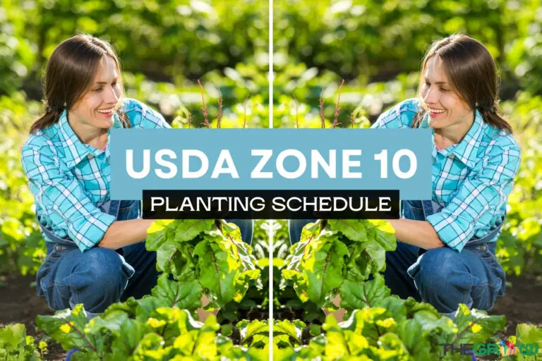 Zone 10 Planting Schedule For 2024