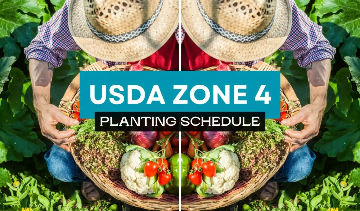 Zone 4 Planting Schedule For 2024