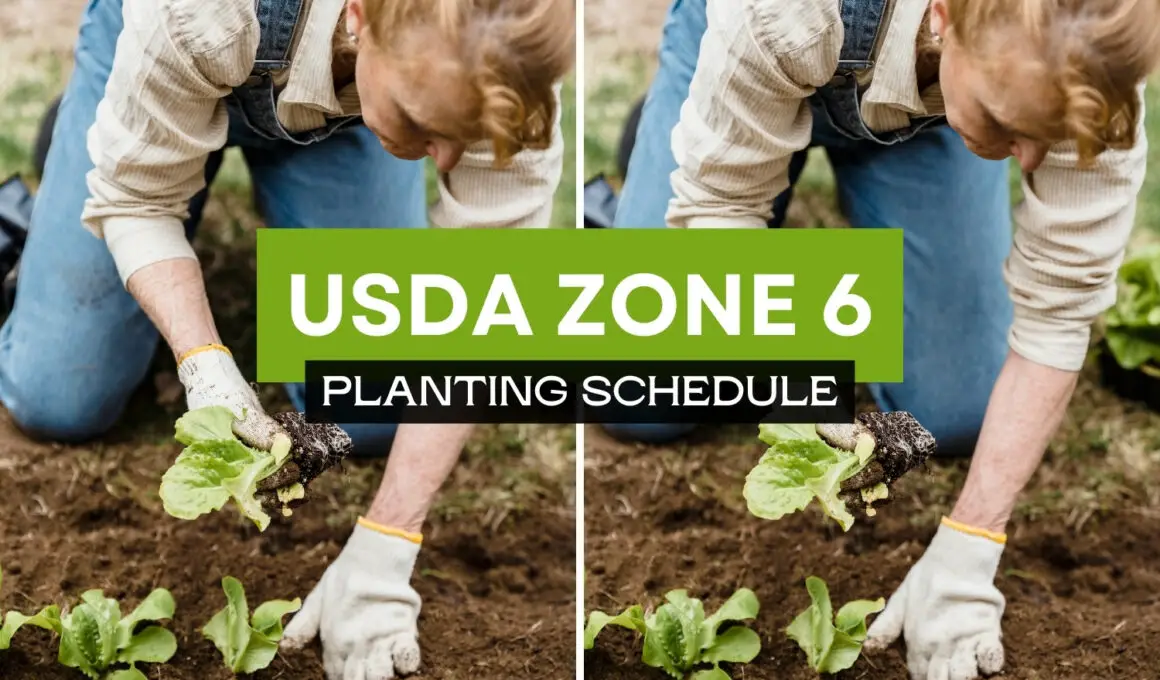 USDA zone 6 planting schedule