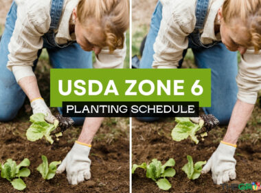 USDA zone 6 planting schedule