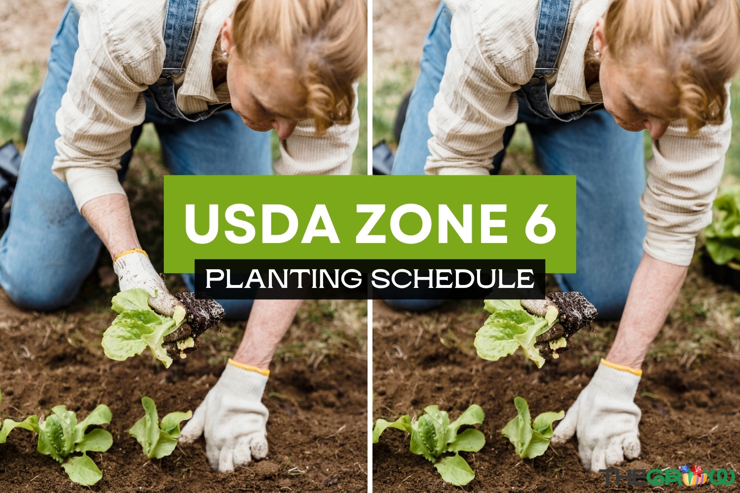 Zone 6 Planting Schedule For 2024 TheGrow