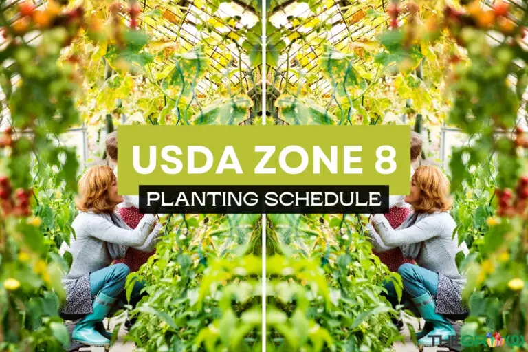 Zone 8 Planting Schedule For 2024