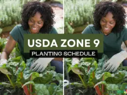 Zone 9 Planting Schedule