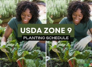 Zone 9 Planting Schedule