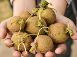 Ways to Speed Up Potato Sprouting
