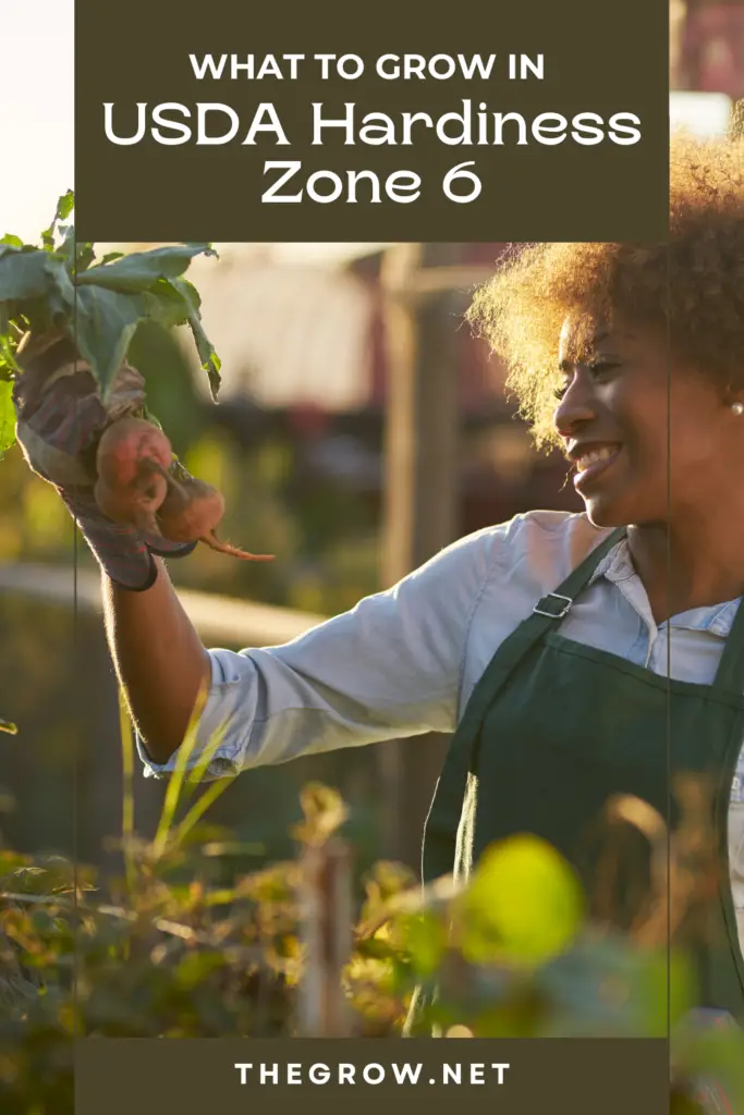 Zone 6 Planting Schedule