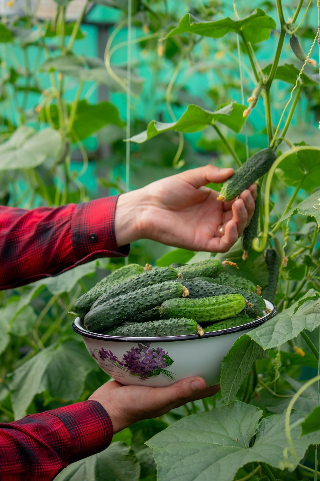 Choose the Right Cucumber Variety