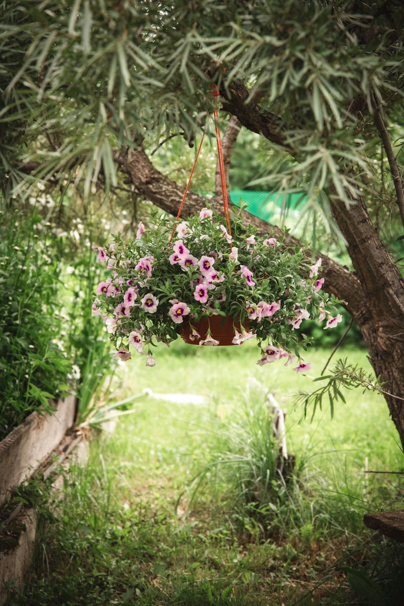 calibrachoa bushs in a hanging baskets outdoors