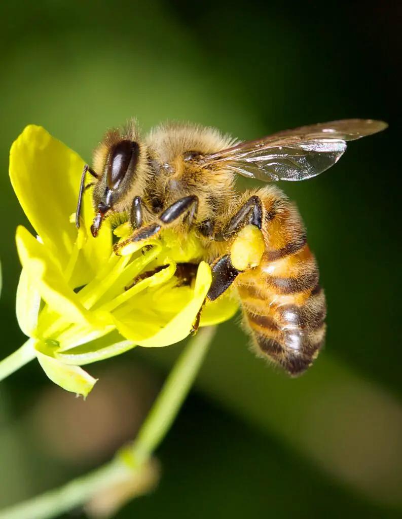 Benefits of Keeping Bees in a Greenhouse