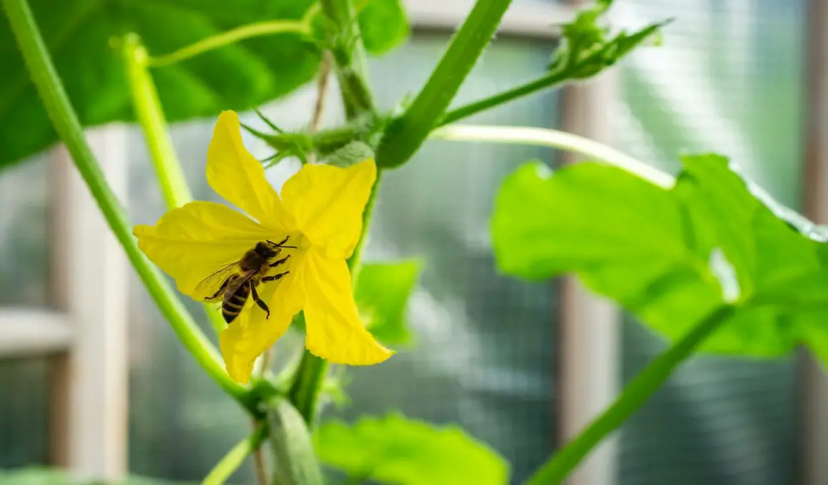 Can You Keep Bees In A Greenhouse?