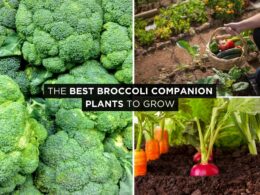 broccoli companion plants