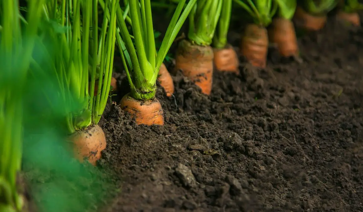Are Sprouting Carrots Safe to Eat?