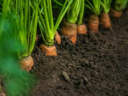 Are Sprouting Carrots Safe to Eat?