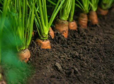 Are Sprouting Carrots Safe to Eat?