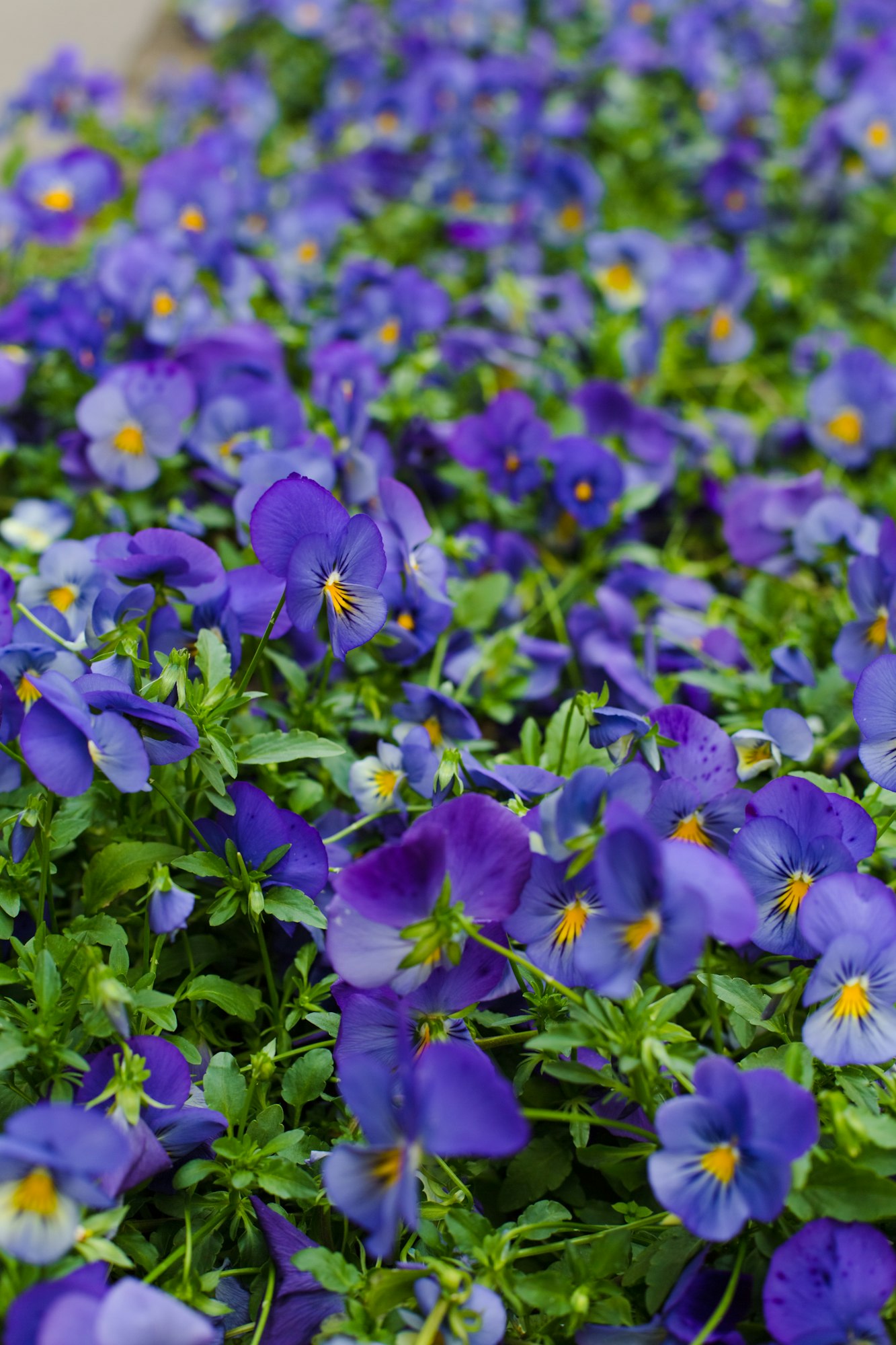 purple pansy flowers in a garden.