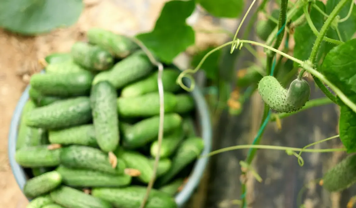How to Grow Cucumbers In A Greenhouse