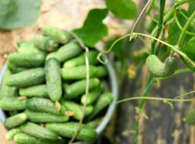 How to Grow Cucumbers In A Greenhouse