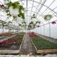 Greenhouse vs Hoop House Differences