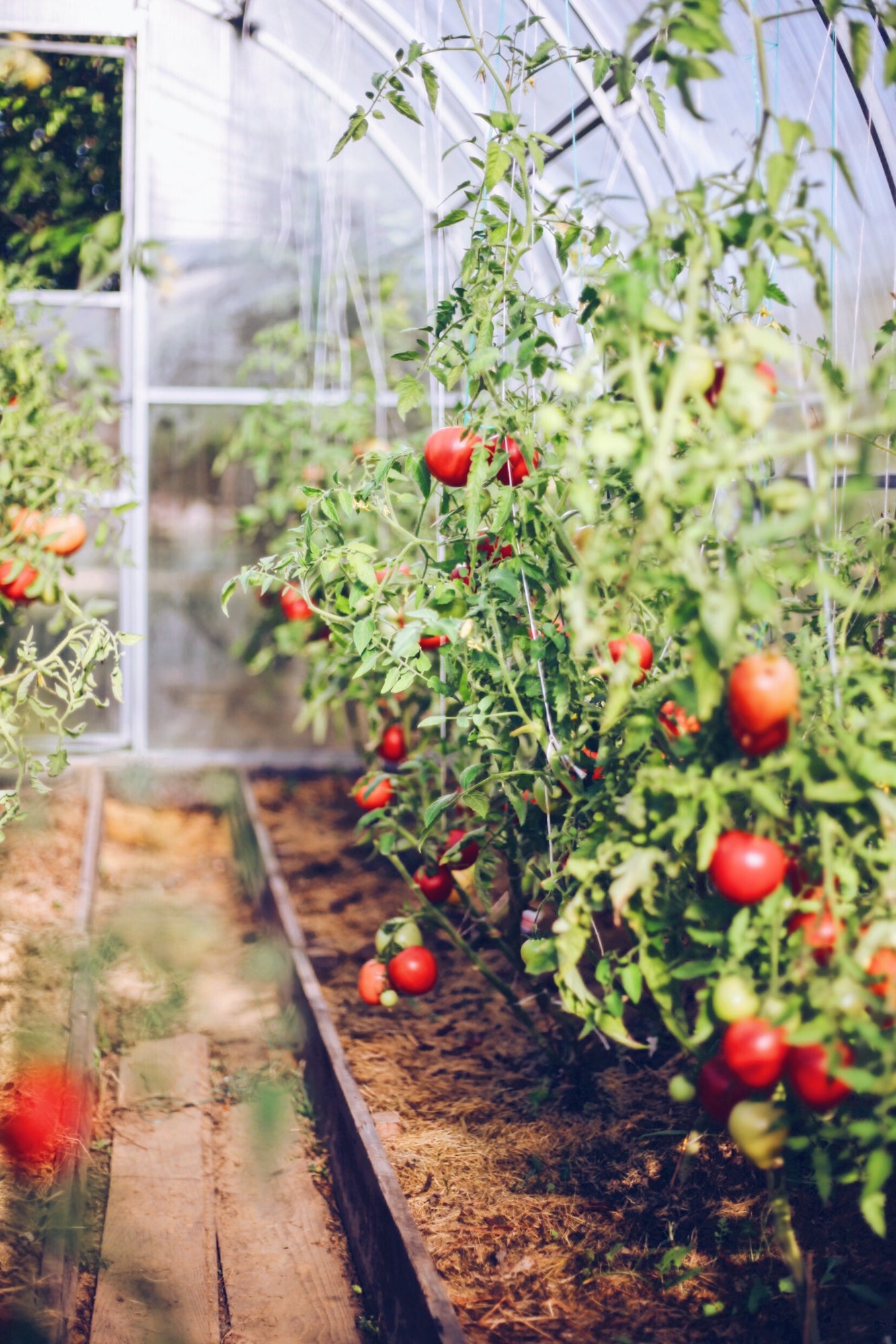 Steps to Growing Tomatoes in a Greenhouse