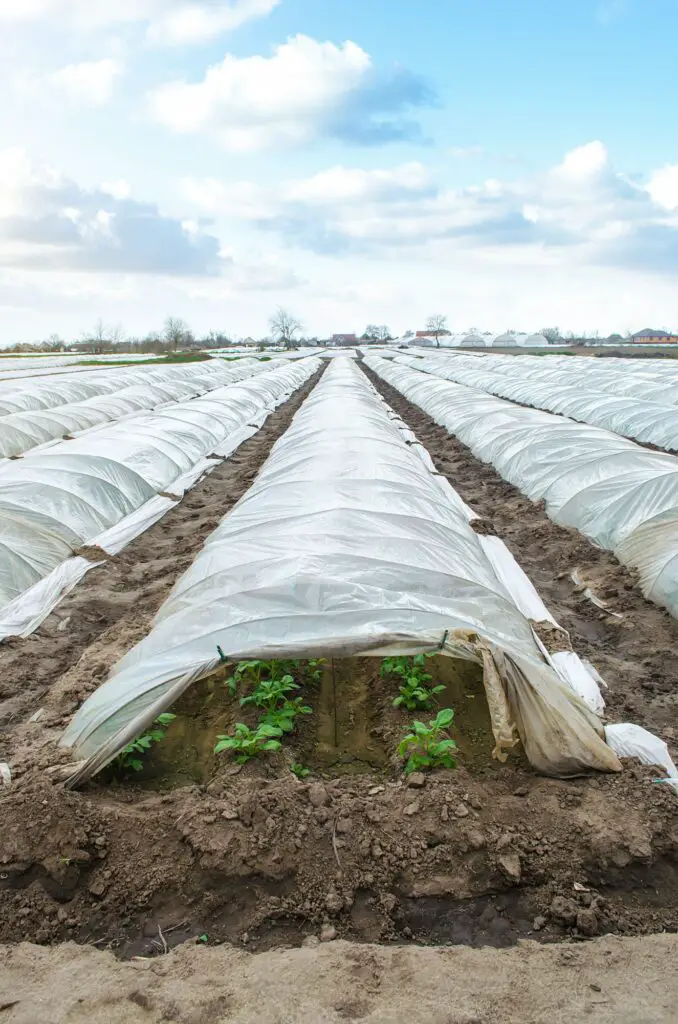 Plastic Greenhouses Protect Plants from Frost