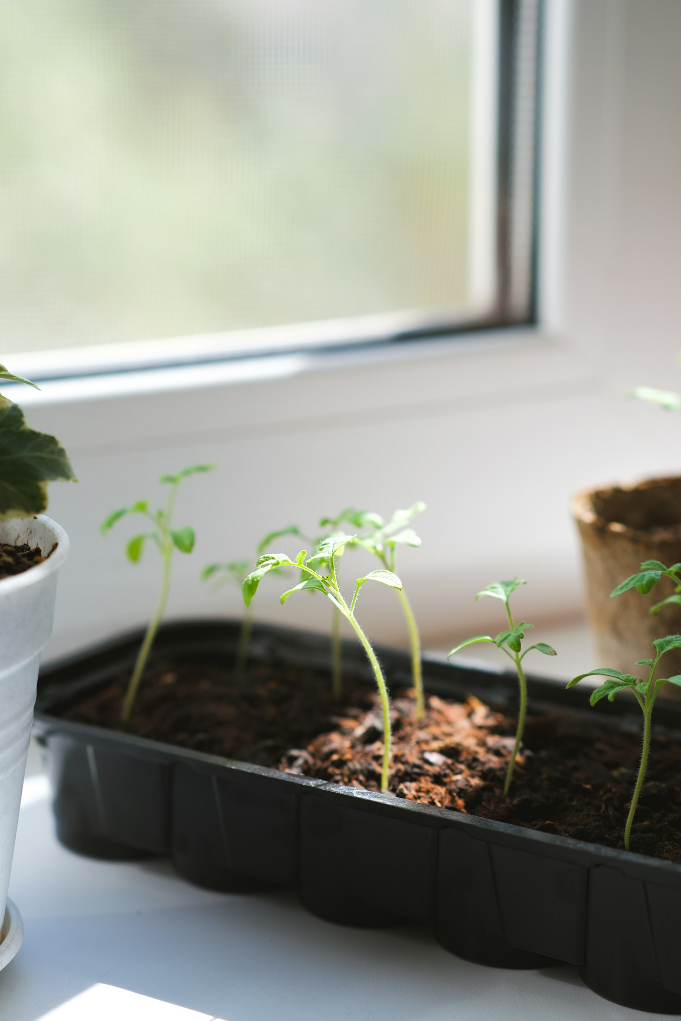 Starting Your Tomatoes Indoors